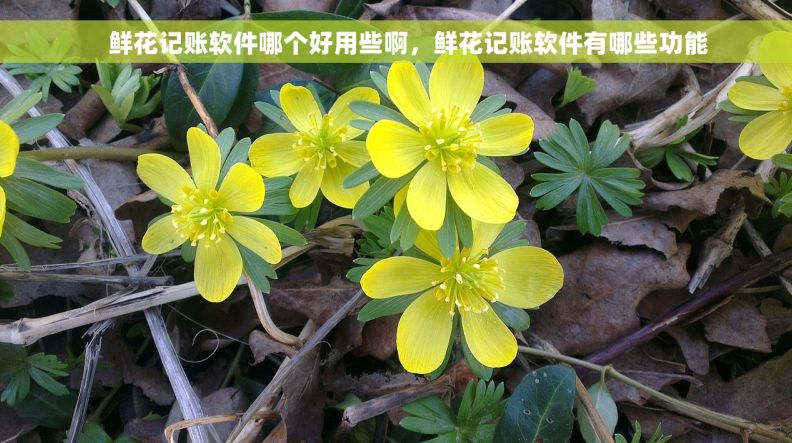     鲜花记账软件哪个好用些啊，鲜花记账软件有哪些功能