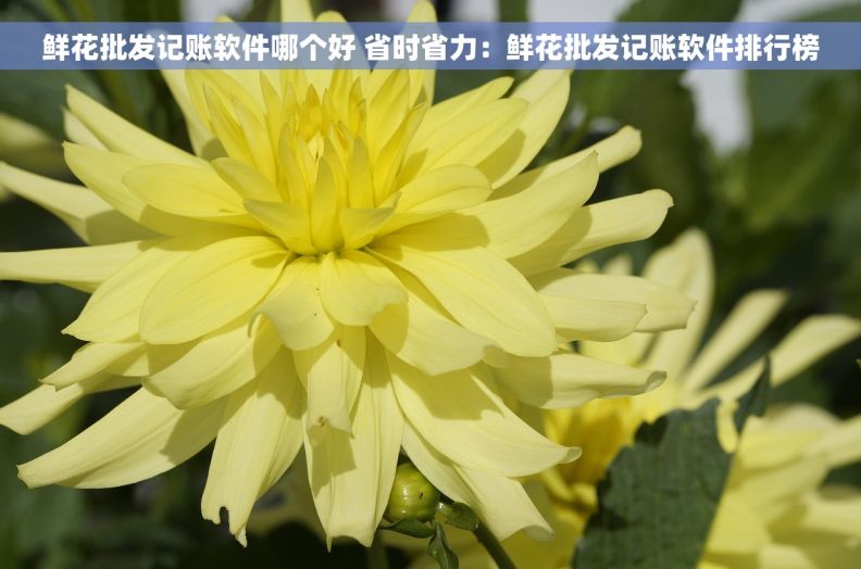 鲜花批发记账软件哪个好 省时省力：鲜花批发记账软件排行榜
