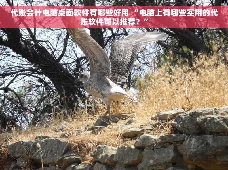 代账会计电脑桌面软件有哪些好用 “电脑上有哪些实用的代账软件可以推荐？”
