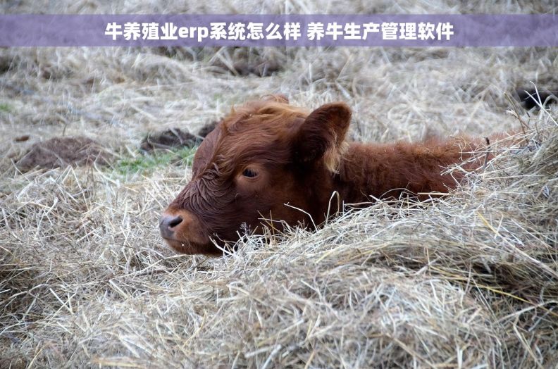 牛养殖业erp系统怎么样 养牛生产管理软件