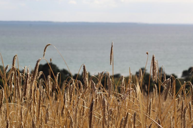 农业种植业用什么财务软件比较好 如何选择最适合农业种植业的财务软件? 农业种植业用什么财务软件比较好 如何选择最适合农业种植业的财务软件?