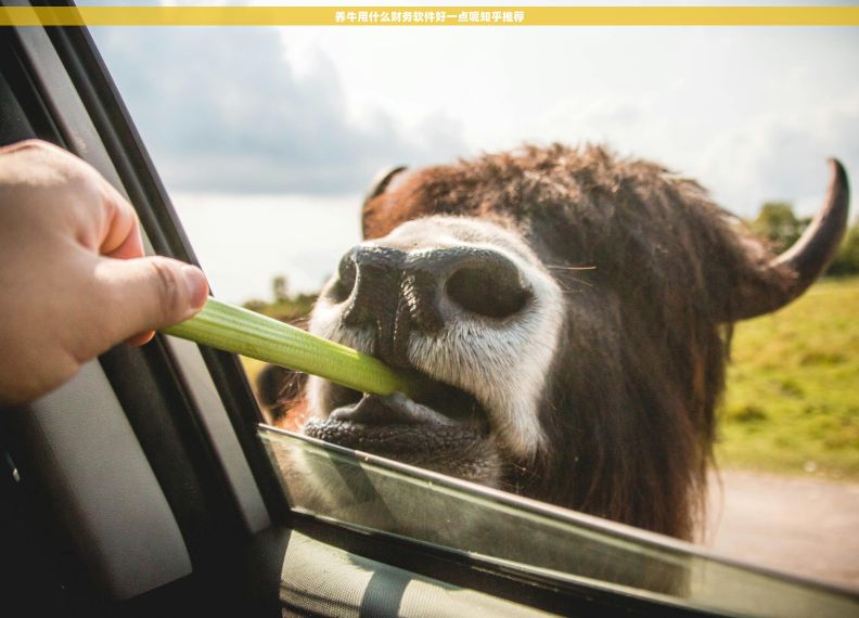 养牛用什么财务软件好一点呢知乎推荐