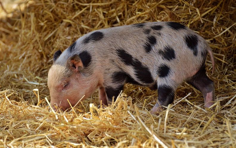 养殖场用什么财务软件比较好用 最适合养殖场使用的财务软件有哪些 养殖场用什么财务软件比较好用 最适合养殖场使用的财务软件有哪些