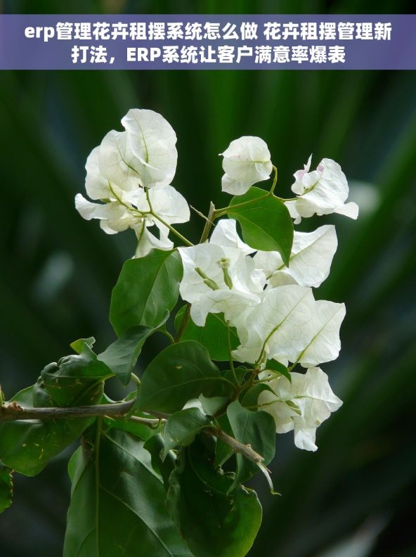 erp管理花卉租摆系统怎么做 花卉租摆管理新打法，ERP系统让客户满意率爆表