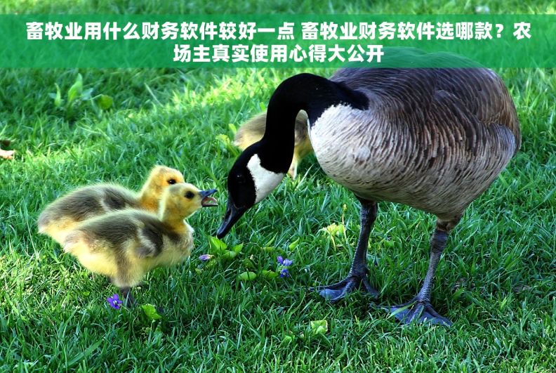 畜牧业用什么财务软件较好一点 畜牧业财务软件选哪款?农场主真实使用心得大公开 畜牧业用什么财务软件较好一点 畜牧业财务软件选哪款?农场主真实使用心得大公开