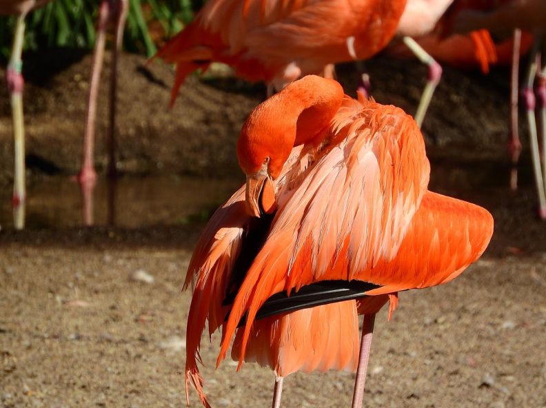  桌面挂件记账软件哪个好用 智能分类管理效率提升秘籍